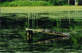 1-ALLIGATOR REST MAGNOLIA GARDENS