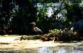 18-HERON GUARDING NEST (MG)