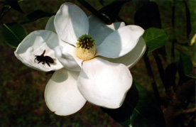 22-MAGNOLIA & BEE