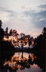 36-OAK TREE REFLECTION