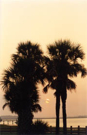 37-PALM TREE SILHOUETTE (FBBL)