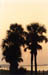 37-PALM TREE SILHOUETTE (FBBL)