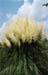 39-PAMPAS GRASS & CLOUDS